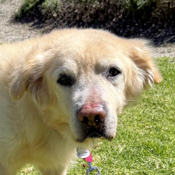 Teddy, ADOPTABLE, Senior Male Golden Retriever.
