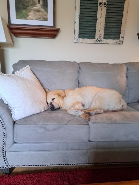 Enlarge Teddy, a ADOPTABLE Golden Retriever in Los Angeles, CA image 5/5