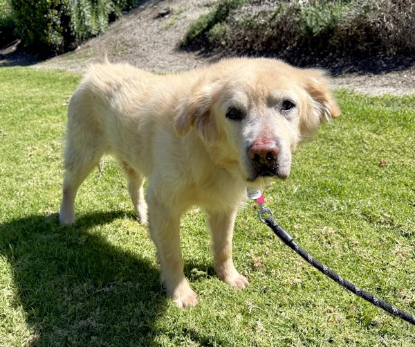Enlarge Teddy, a ADOPTABLE Golden Retriever in Los Angeles, CA image 2/5