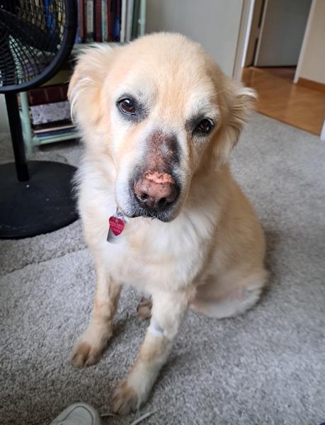 Enlarge Teddy, a ADOPTABLE Golden Retriever in Los Angeles, CA image 4/5