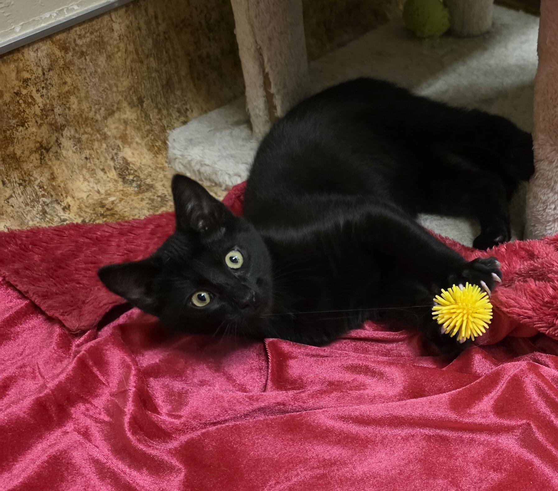 .DELMAR, ADOPTABLE, Young Male American Shorthair & Domestic Short Hair.