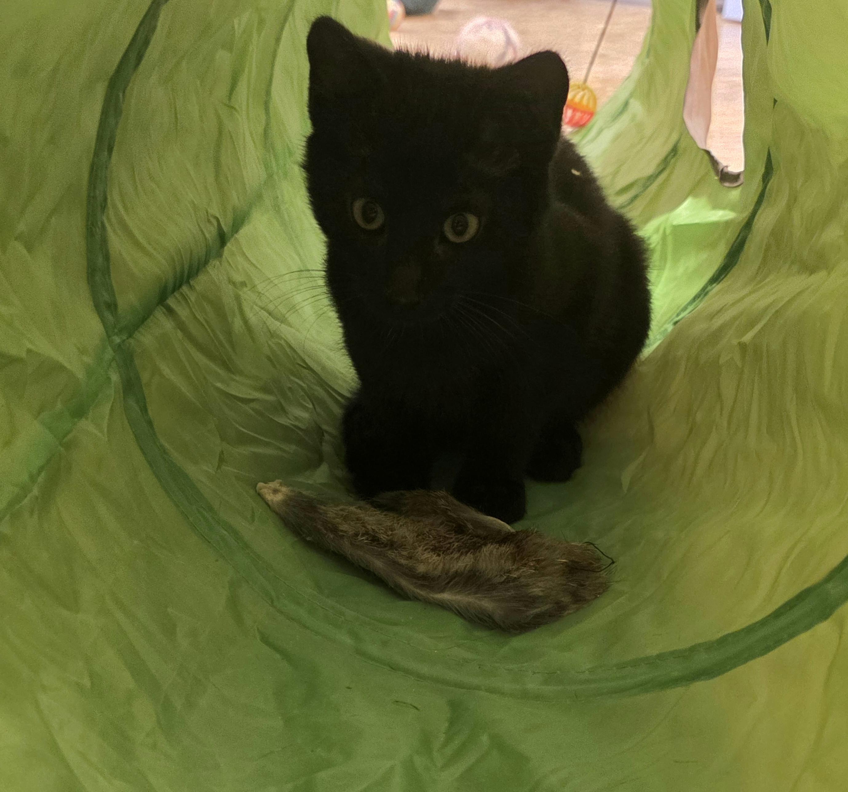 Enlarge .DELMAR, a ADOPTABLE mixed breed in San Anselmo, CA image 3/3