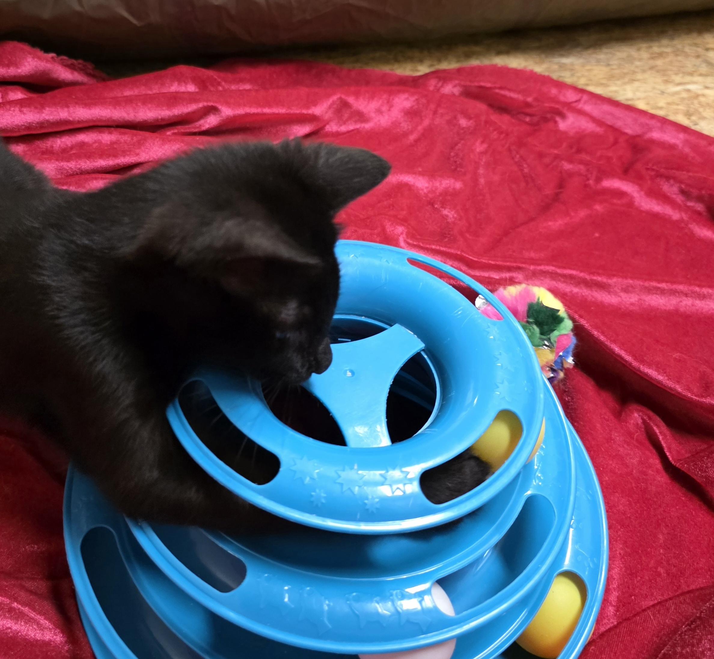 Enlarge .DELMAR, a ADOPTABLE mixed breed in San Anselmo, CA image 2/3