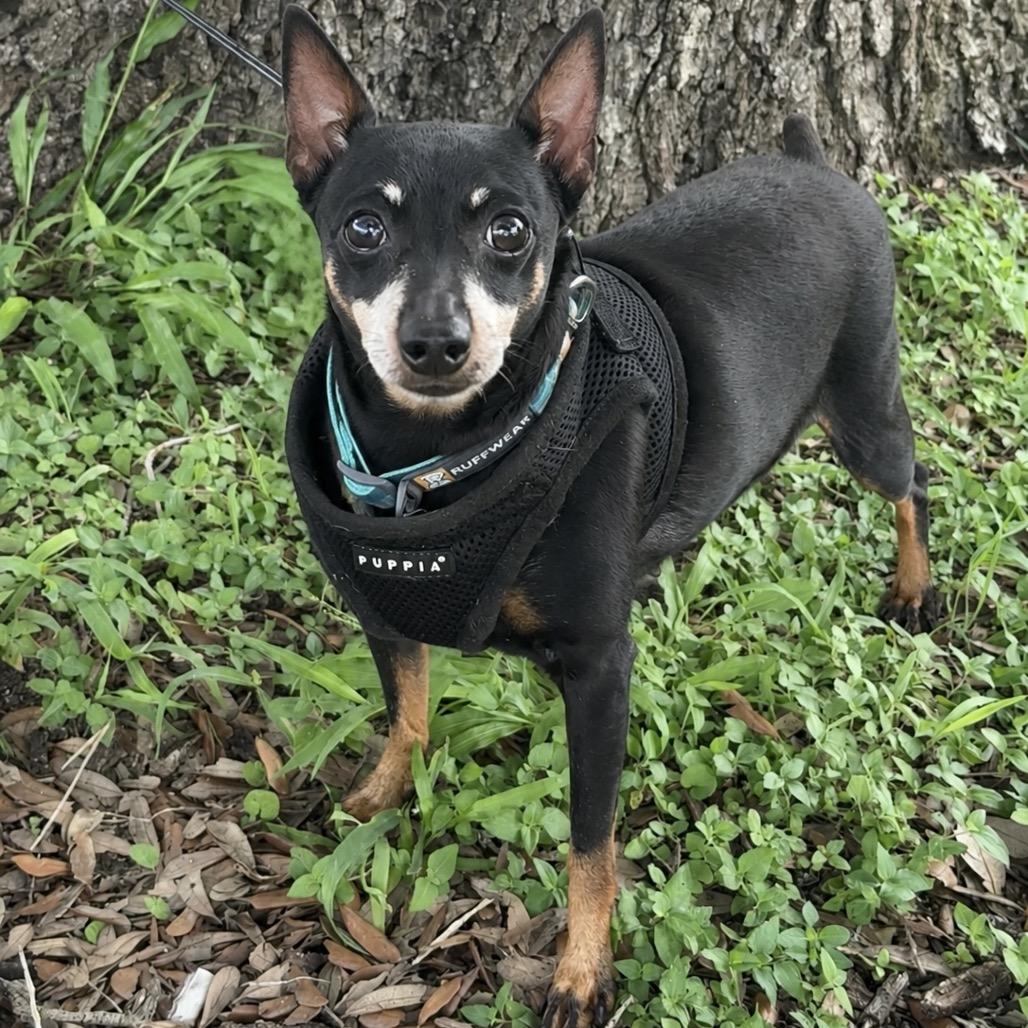 Zoey, a Adoptable Miniature Pinscher in Cedar Park, TX image 4/6