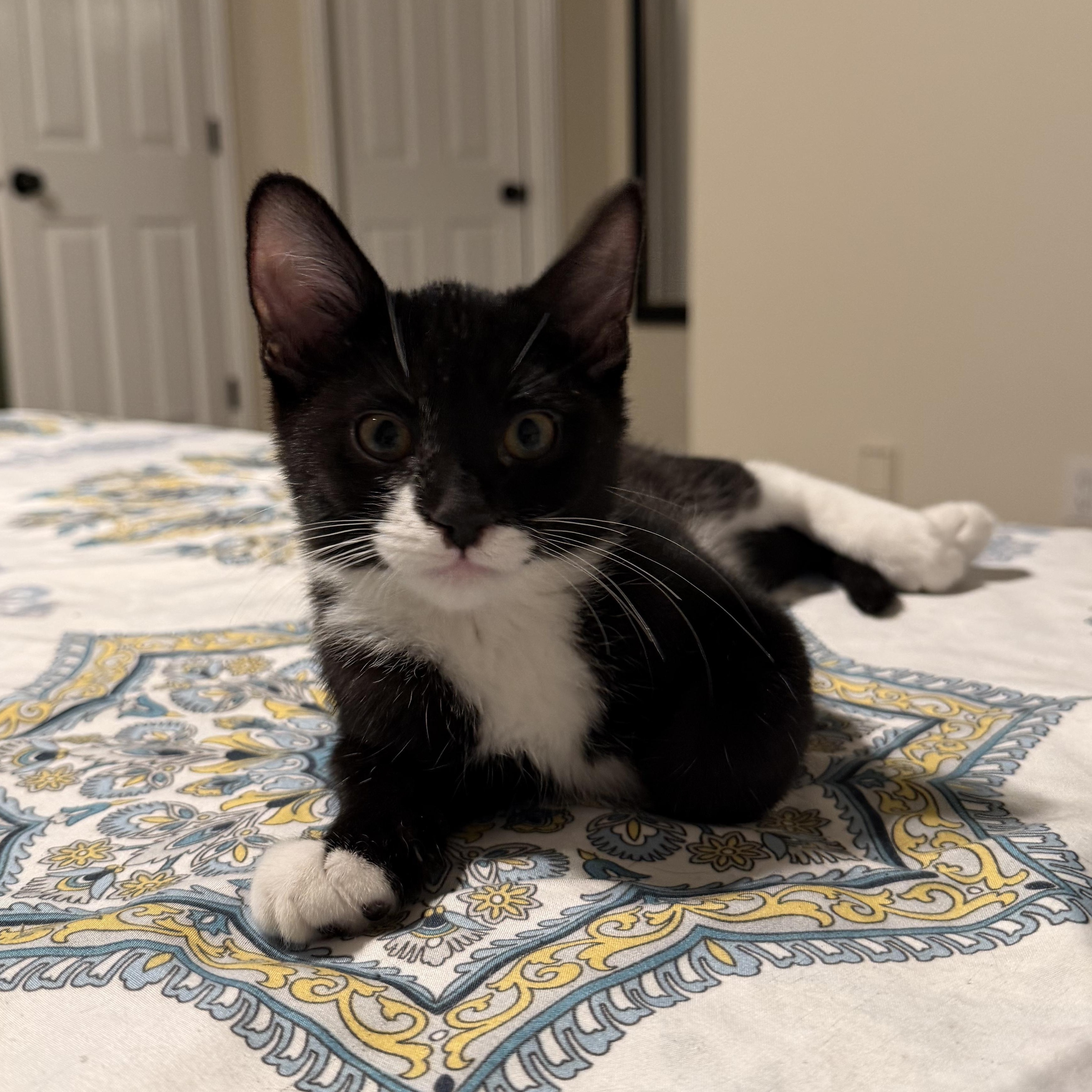 Yuki, Adoptable, Kitten Female Domestic Short Hair & Tuxedo.