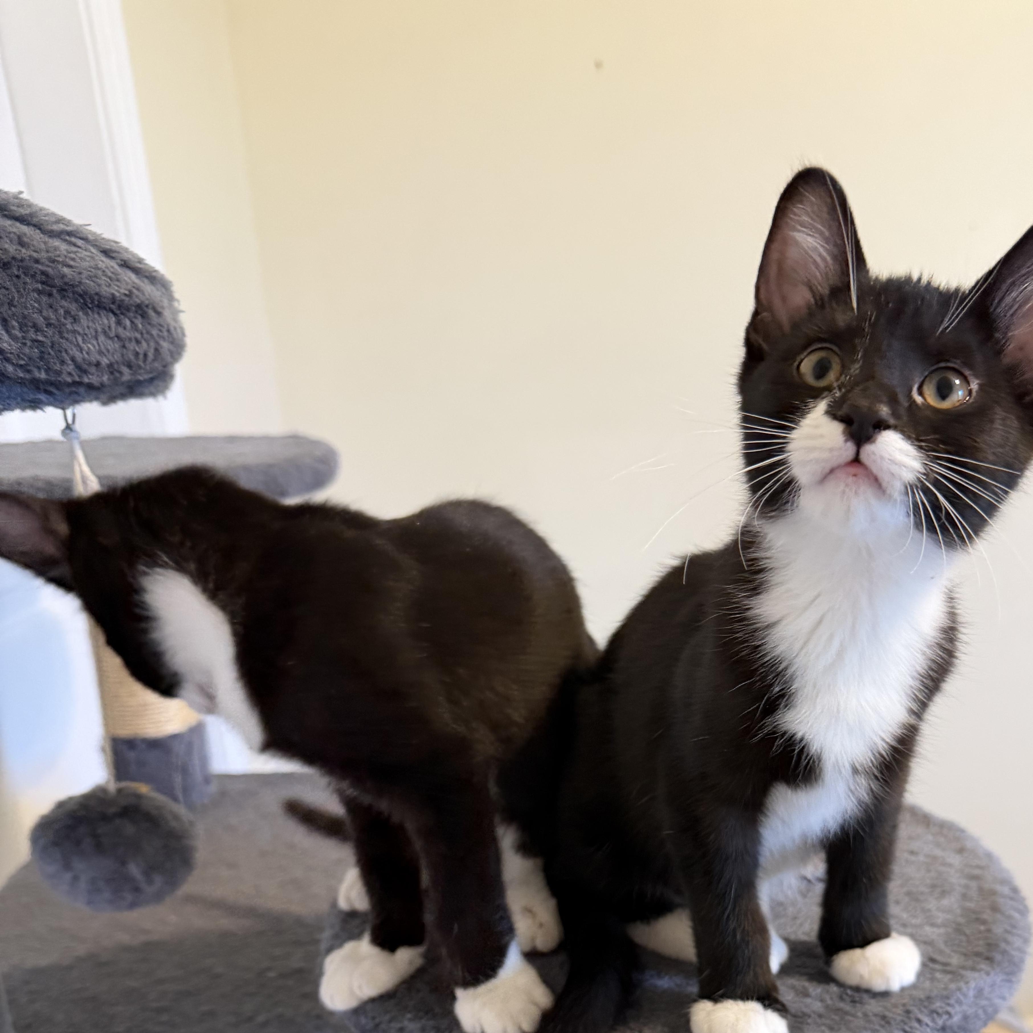 Enlarge Yuki, a Adoptable mixed breed in Midvale, UT image 5/6