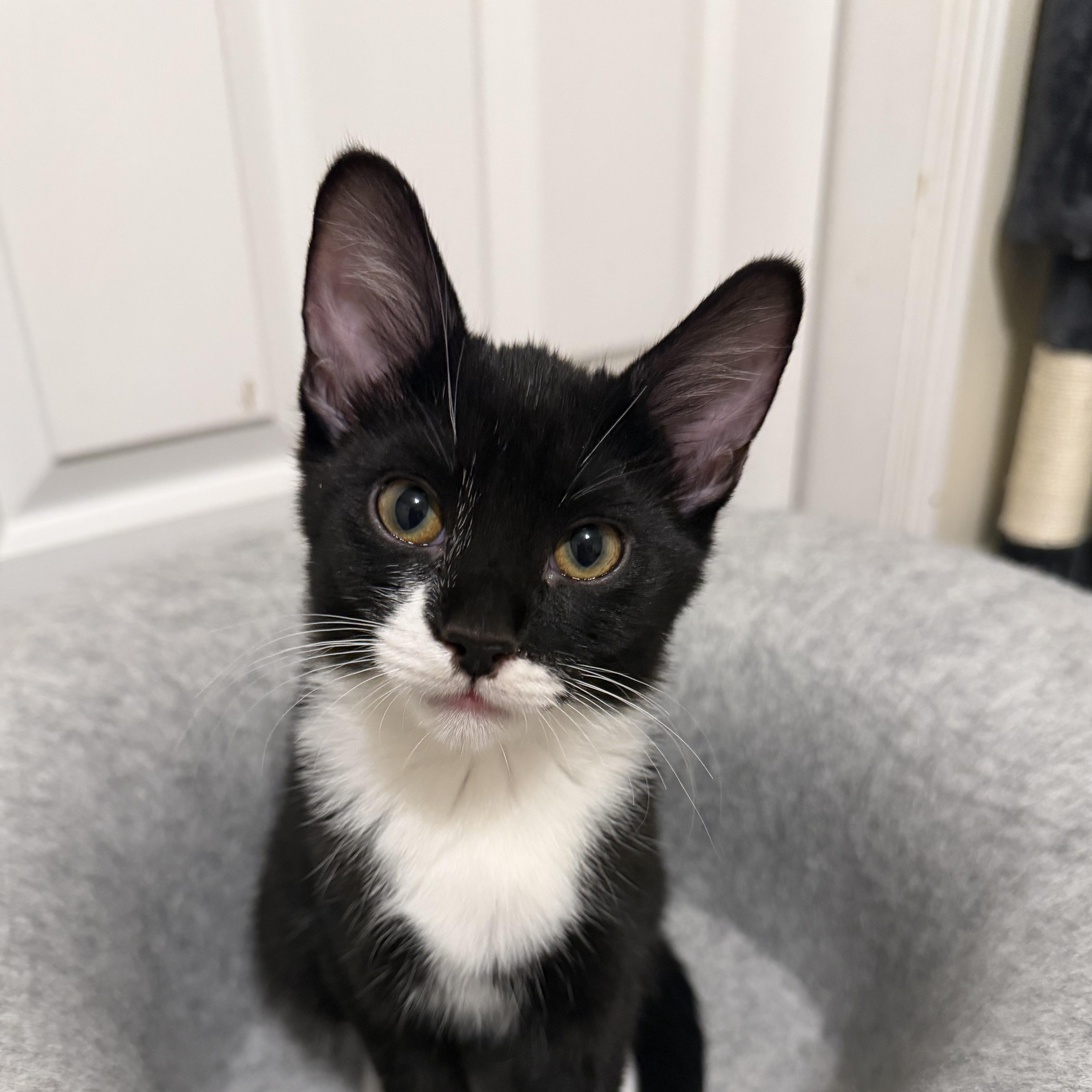 Enlarge Yuki, a Adoptable mixed breed in Midvale, UT image 2/6