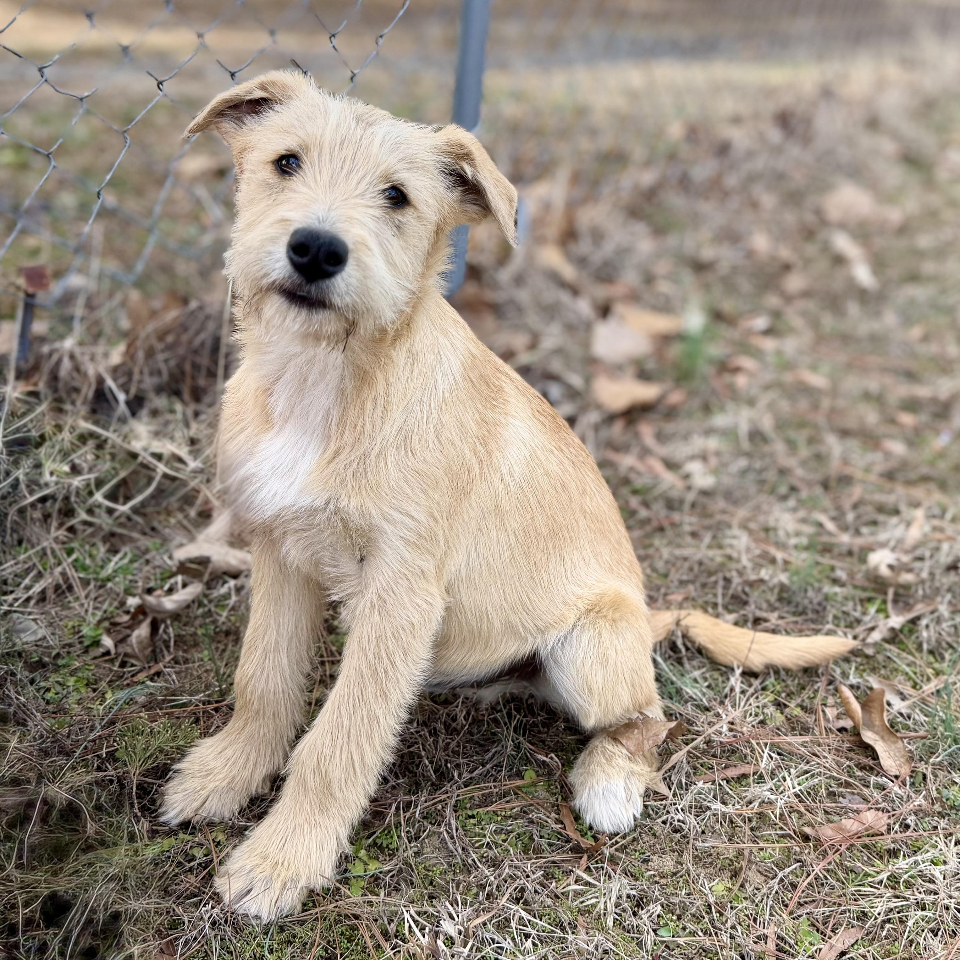 Charlie *CUTE & SMART*, an adopted mixed breed in East Hartford, CT image 5/6