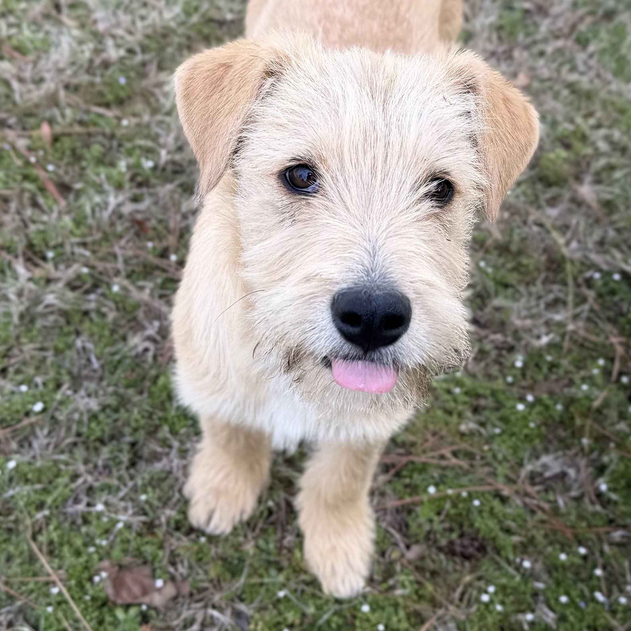 Charlie *CUTE & SMART*, an adopted mixed breed in East Hartford, CT image 2/6