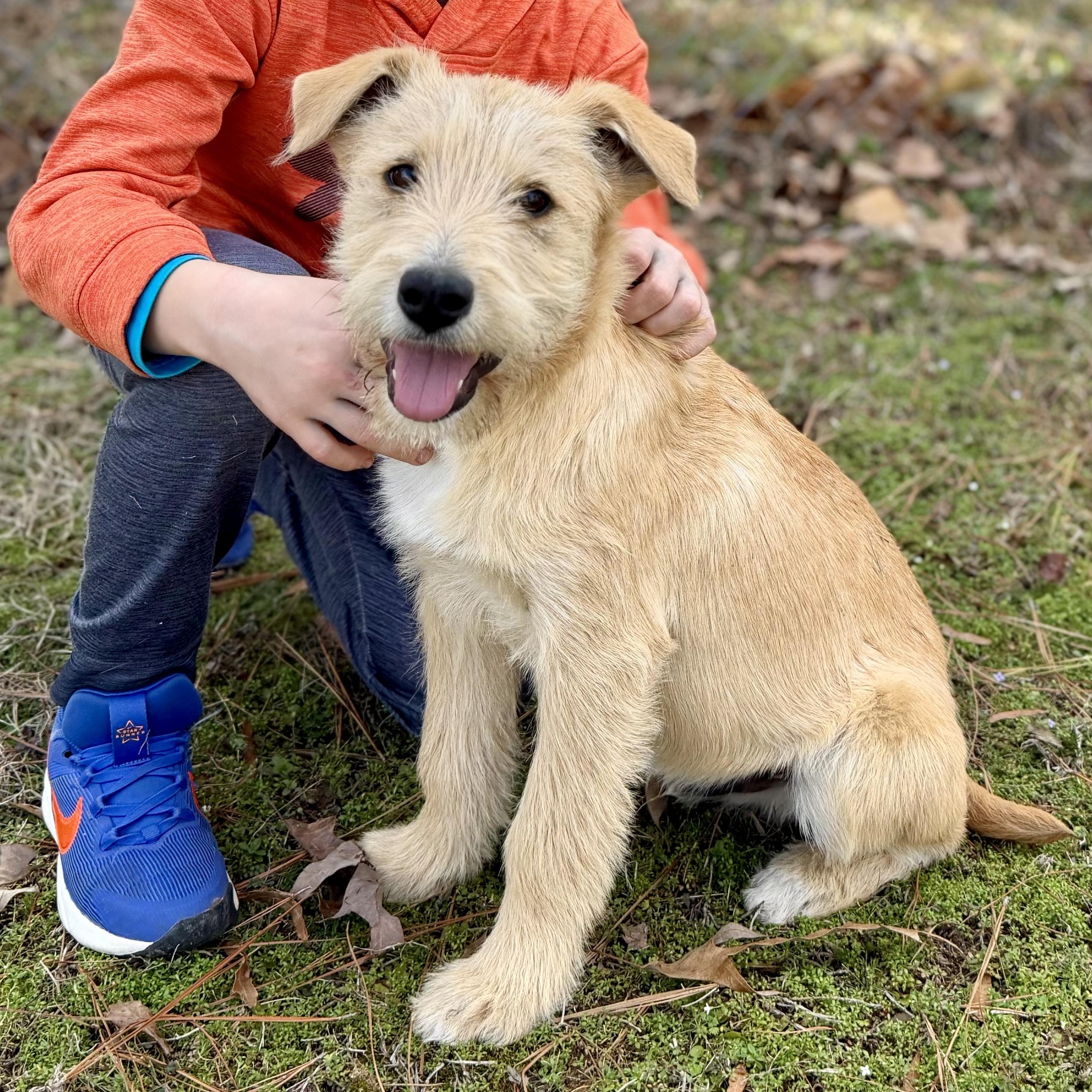 Charlie *CUTE & SMART*, an adopted mixed breed in East Hartford, CT image 3/6