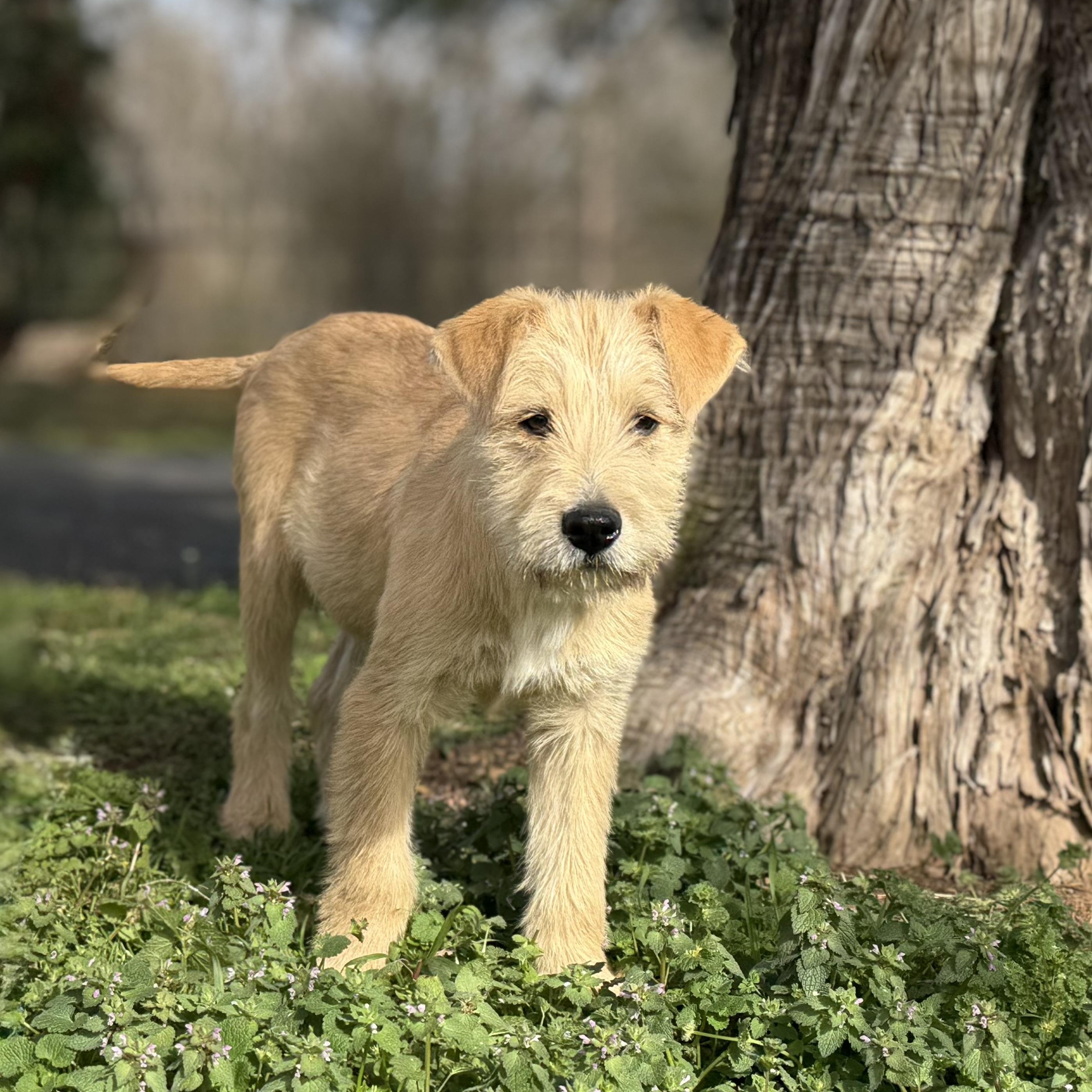Charlie *CUTE & SMART*, an adopted mixed breed in East Hartford, CT image 4/6