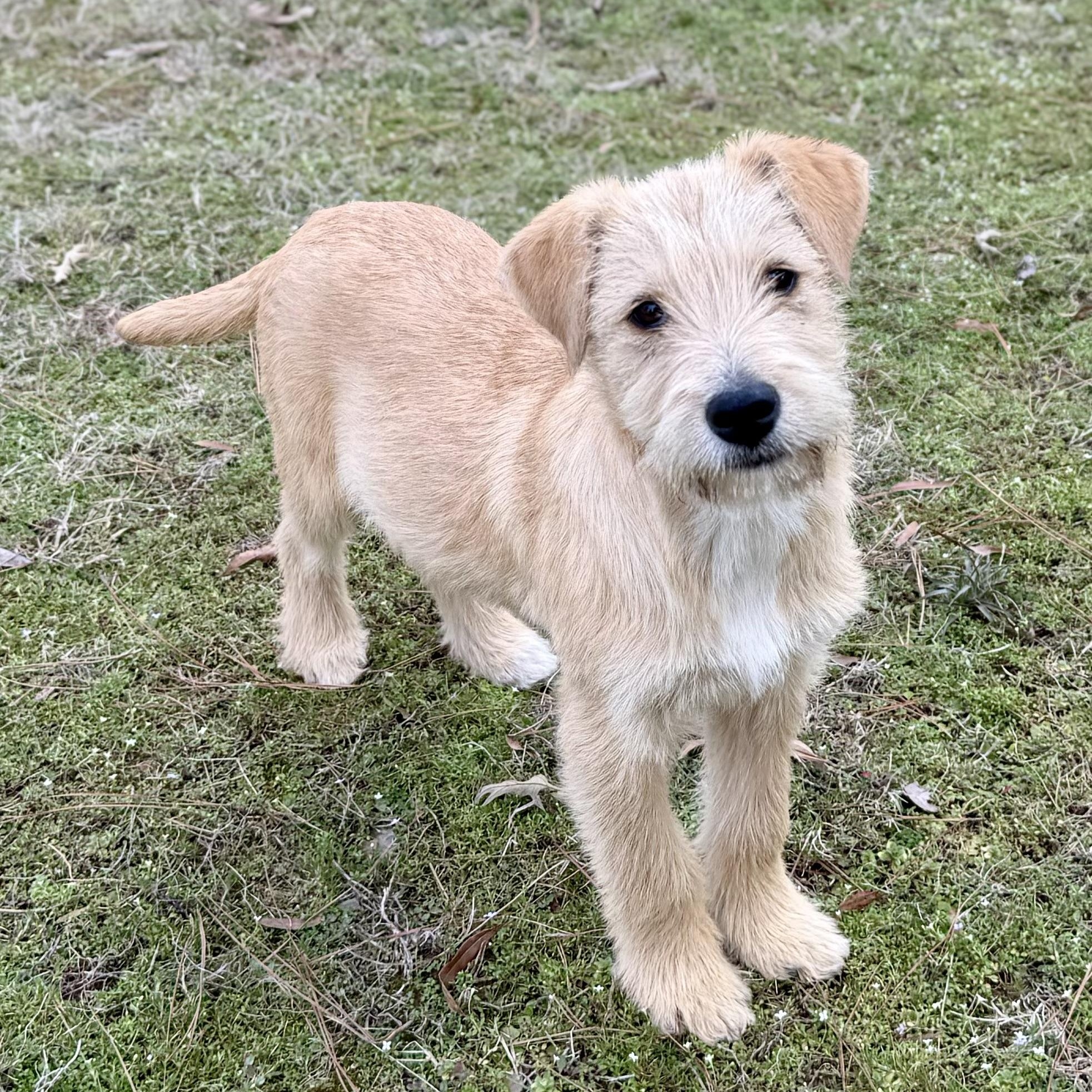Charlie *CUTE & SMART*, an adopted mixed breed in East Hartford, CT image 6/6