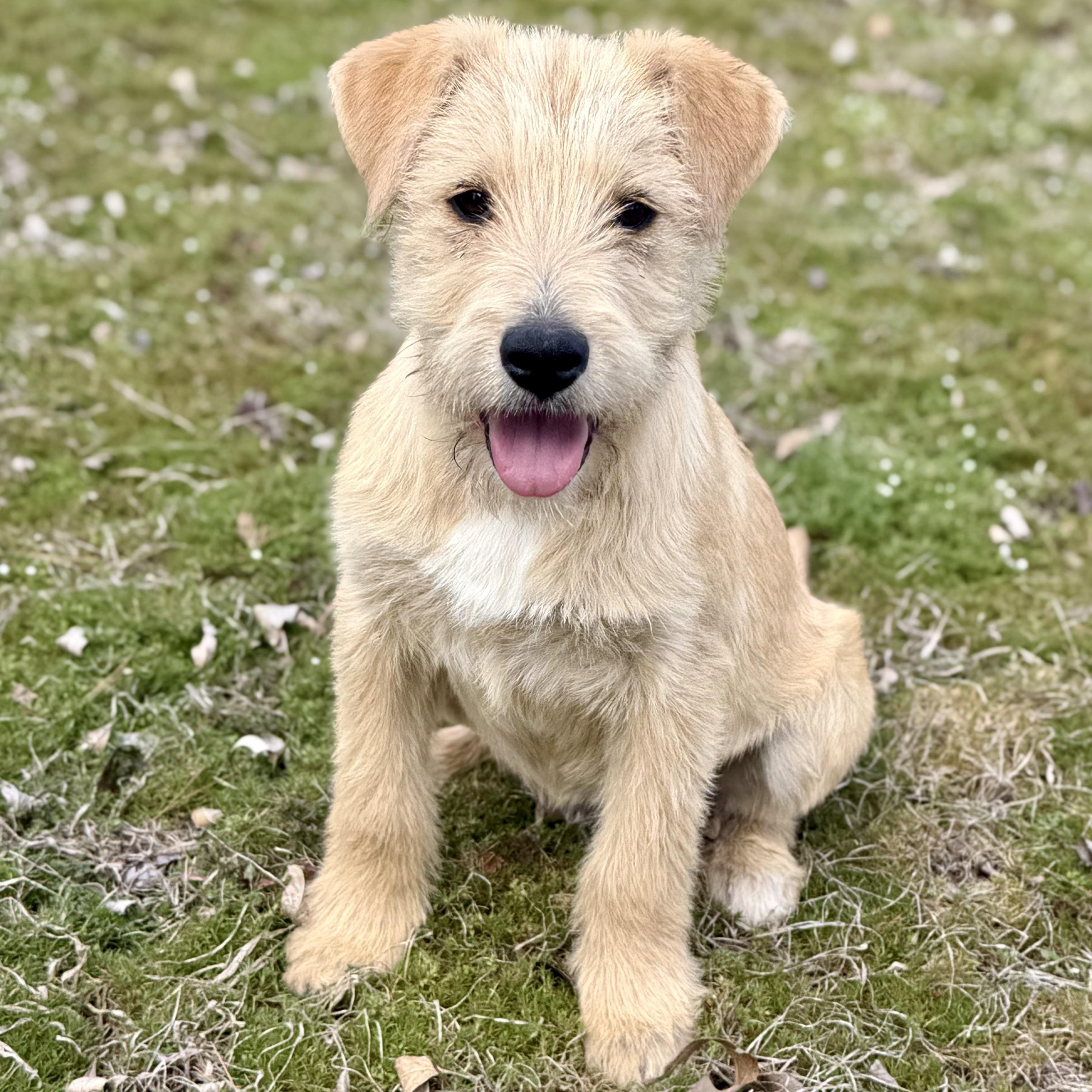 Charlie *CUTE & SMART*, an adopted mixed breed in East Hartford, CT image 1/6