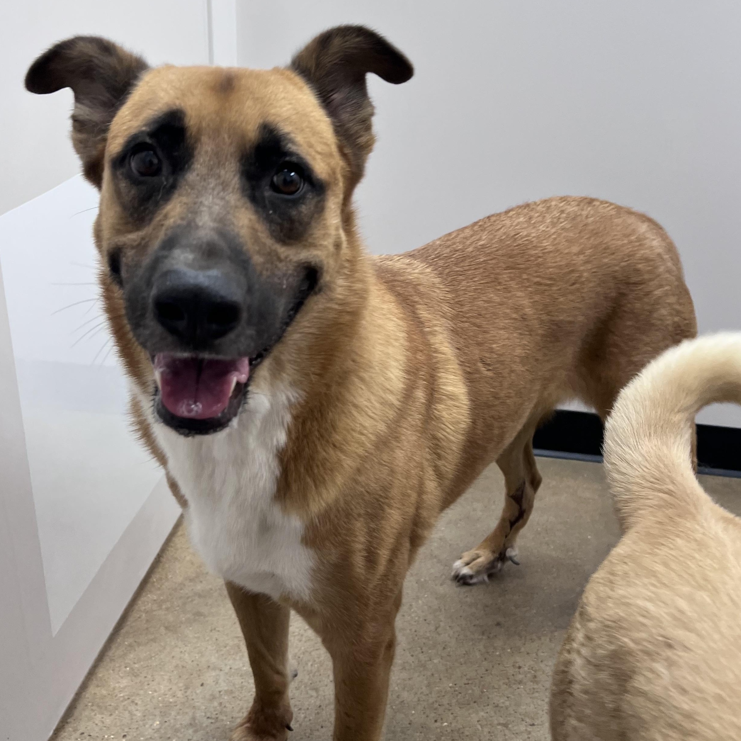 Enlarge Buddy, a Adoptable German Shepherd Dog in Seabrook, NH image 1/5