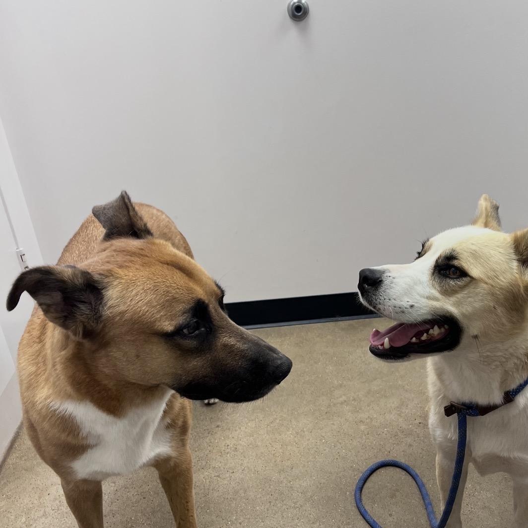 Enlarge Buddy, a Adoptable German Shepherd Dog in Seabrook, NH image 5/5