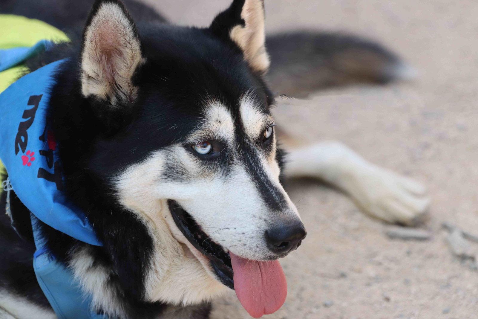 Blue, a Adoptable Siberian Husky in Walnut Creek, CA image 1/3