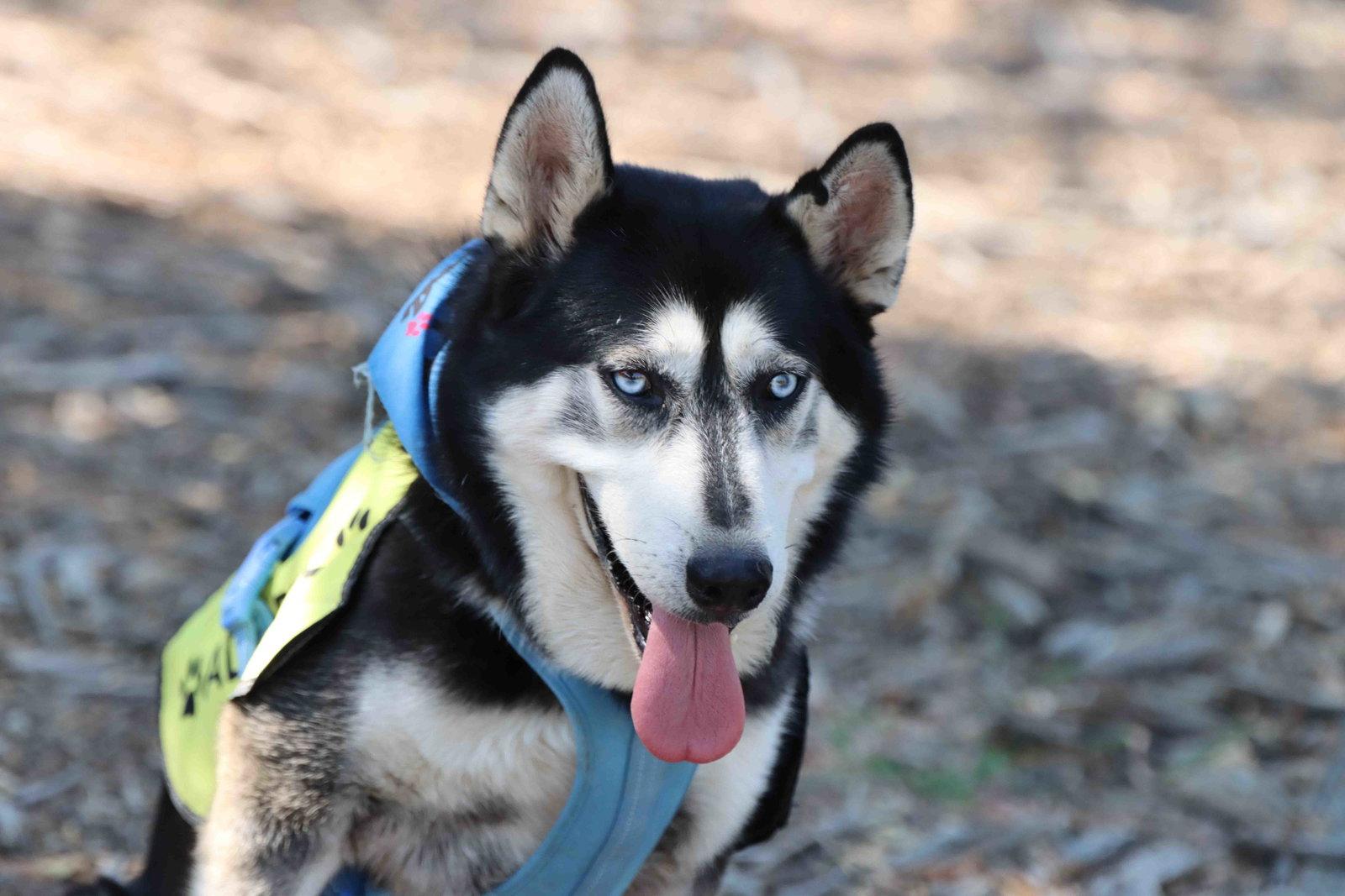 Blue, a Adoptable Siberian Husky in Walnut Creek, CA image 2/3