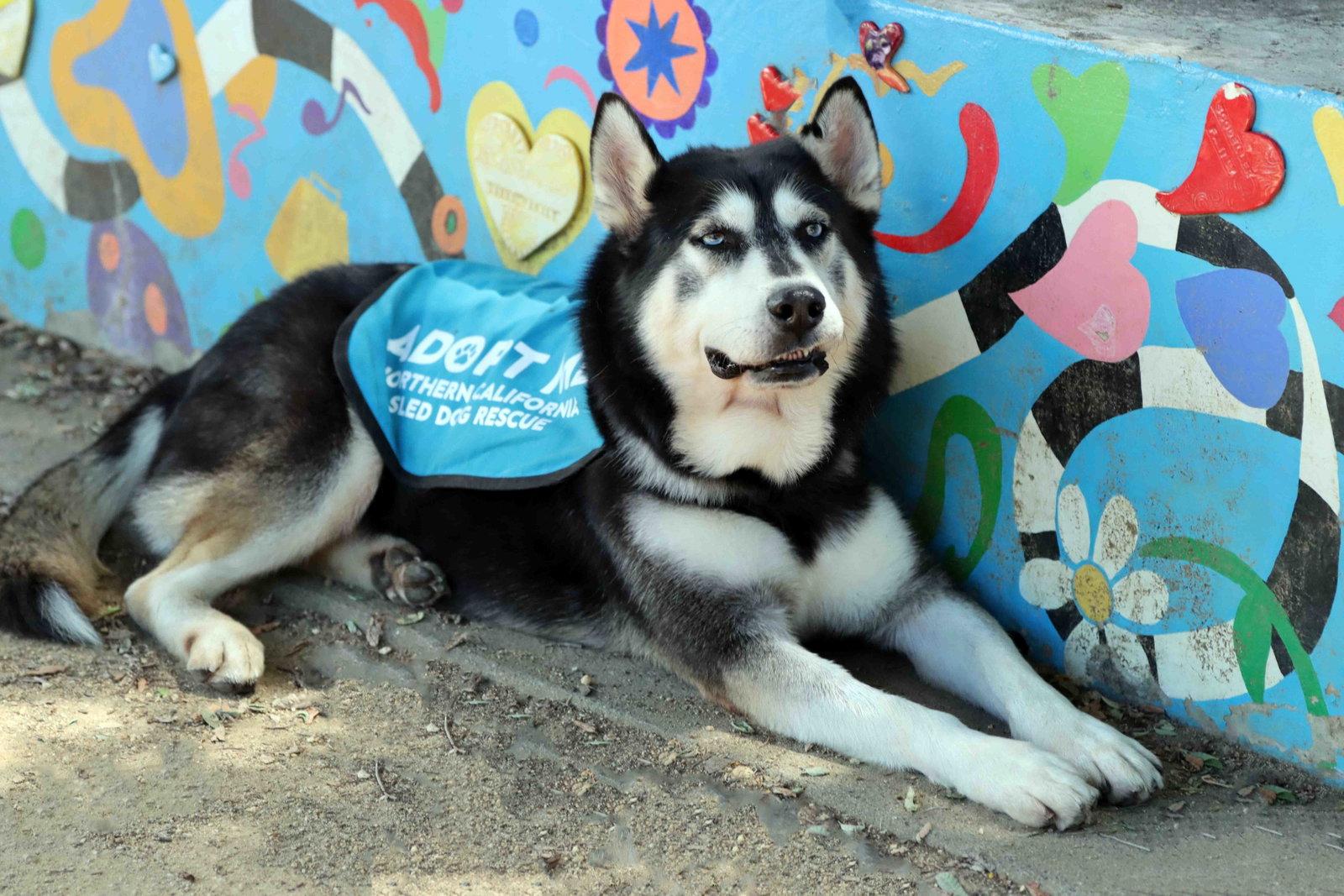 Enlarge Blue, a Adoptable Siberian Husky in Walnut Creek, CA image 1/3