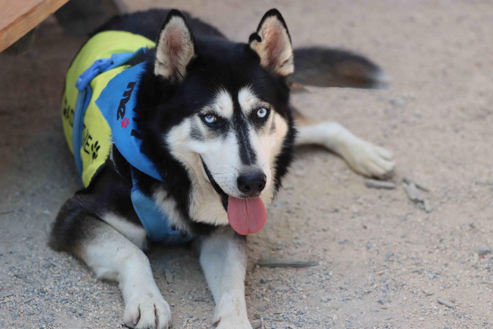 Blue, a Adoptable Siberian Husky in Walnut Creek, CA image 3/3