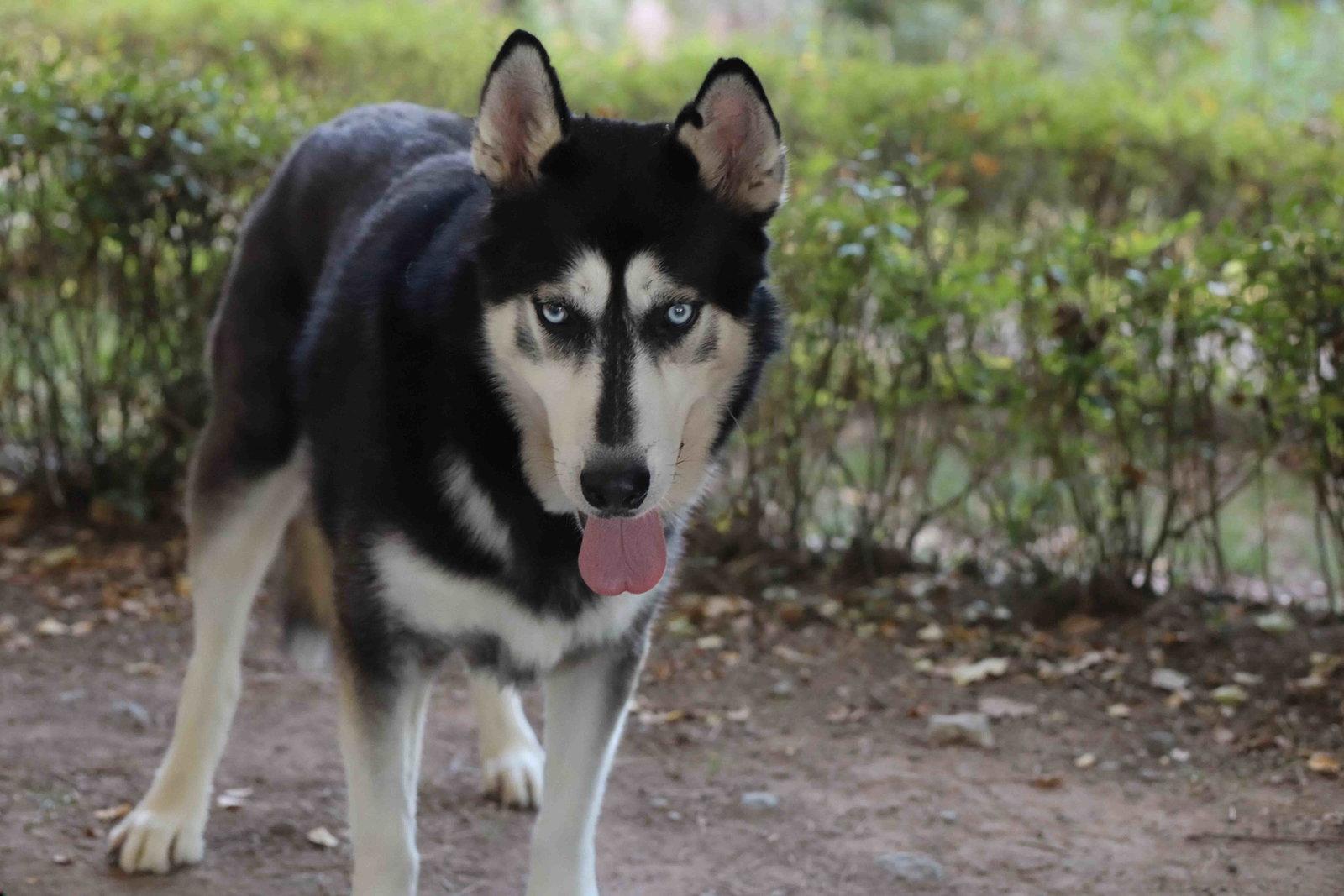 Enlarge Blue, a Adoptable Siberian Husky in Walnut Creek, CA image 2/3
