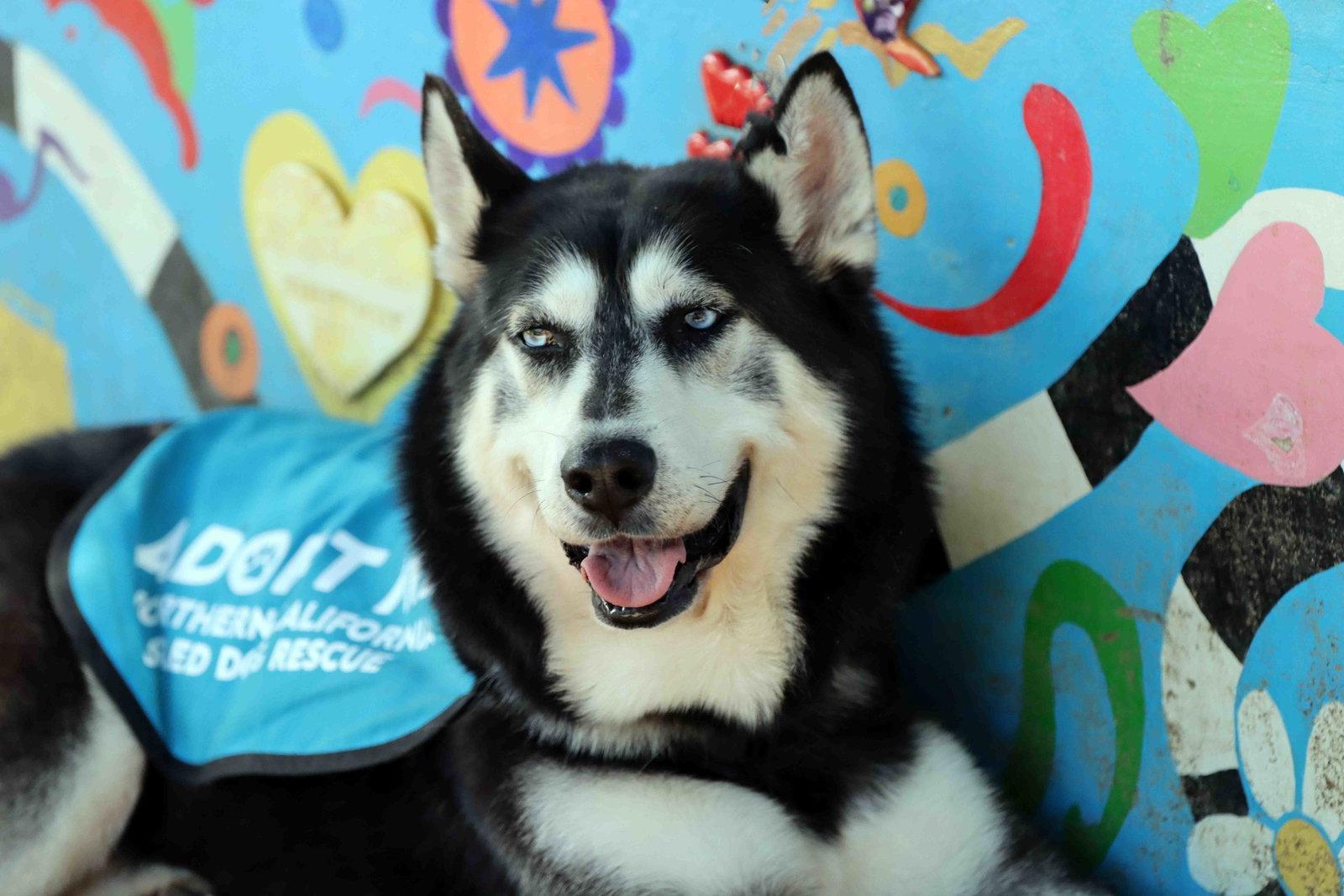 Enlarge Blue, a Adoptable Siberian Husky in Walnut Creek, CA image 3/3