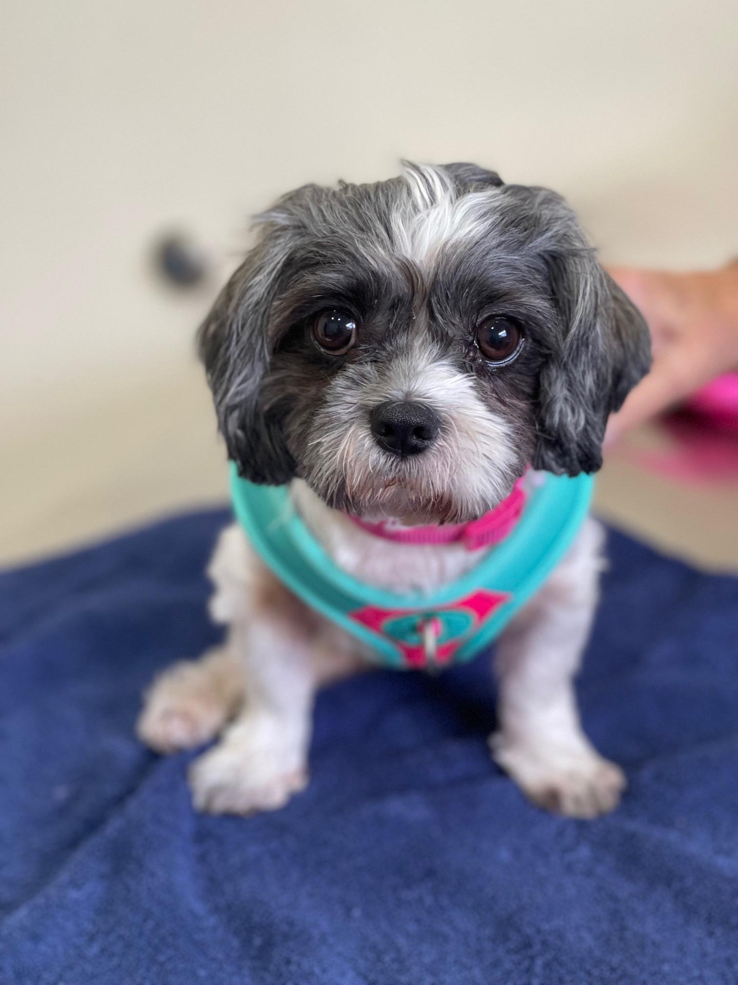 Tilly, a Adoptable Shih Tzu in Maitland, FL image 1/2