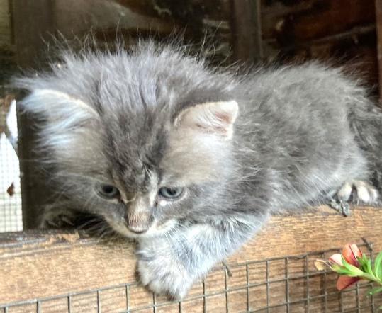 Enlarge 5 KITTENS 4 WEEKS OLD NEED HOMES, a Adopted mixed breed in Huntington, NY image 1/5