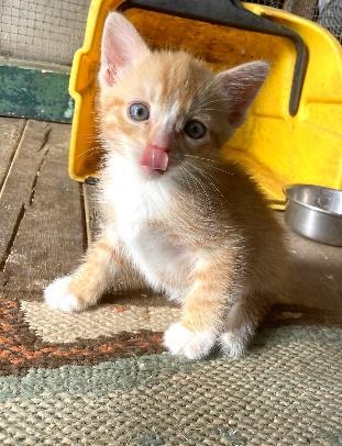 Enlarge 5 KITTENS 4 WEEKS OLD NEED HOMES, a Adopted mixed breed in Huntington, NY image 2/5