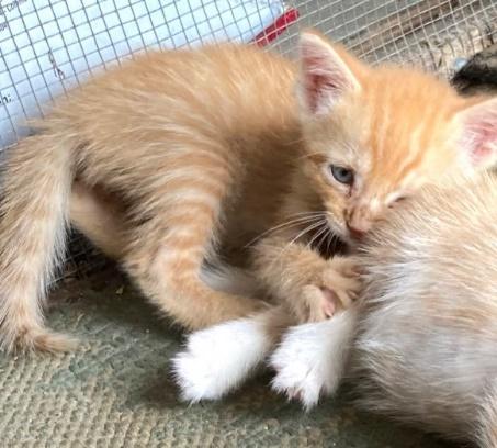 Enlarge 5 KITTENS 4 WEEKS OLD NEED HOMES, a Adopted mixed breed in Huntington, NY image 3/5