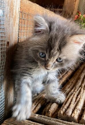 Enlarge 5 KITTENS 4 WEEKS OLD NEED HOMES, a Adopted mixed breed in Huntington, NY image 5/5