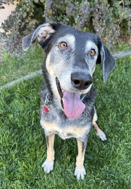 Sadie, Adoptable, Adult Female Hound & Mixed Breed.