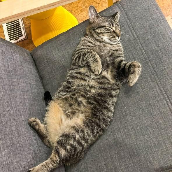 Enlarge Zara, a Adoptable mixed breed in St. Louis, MO image 1/6