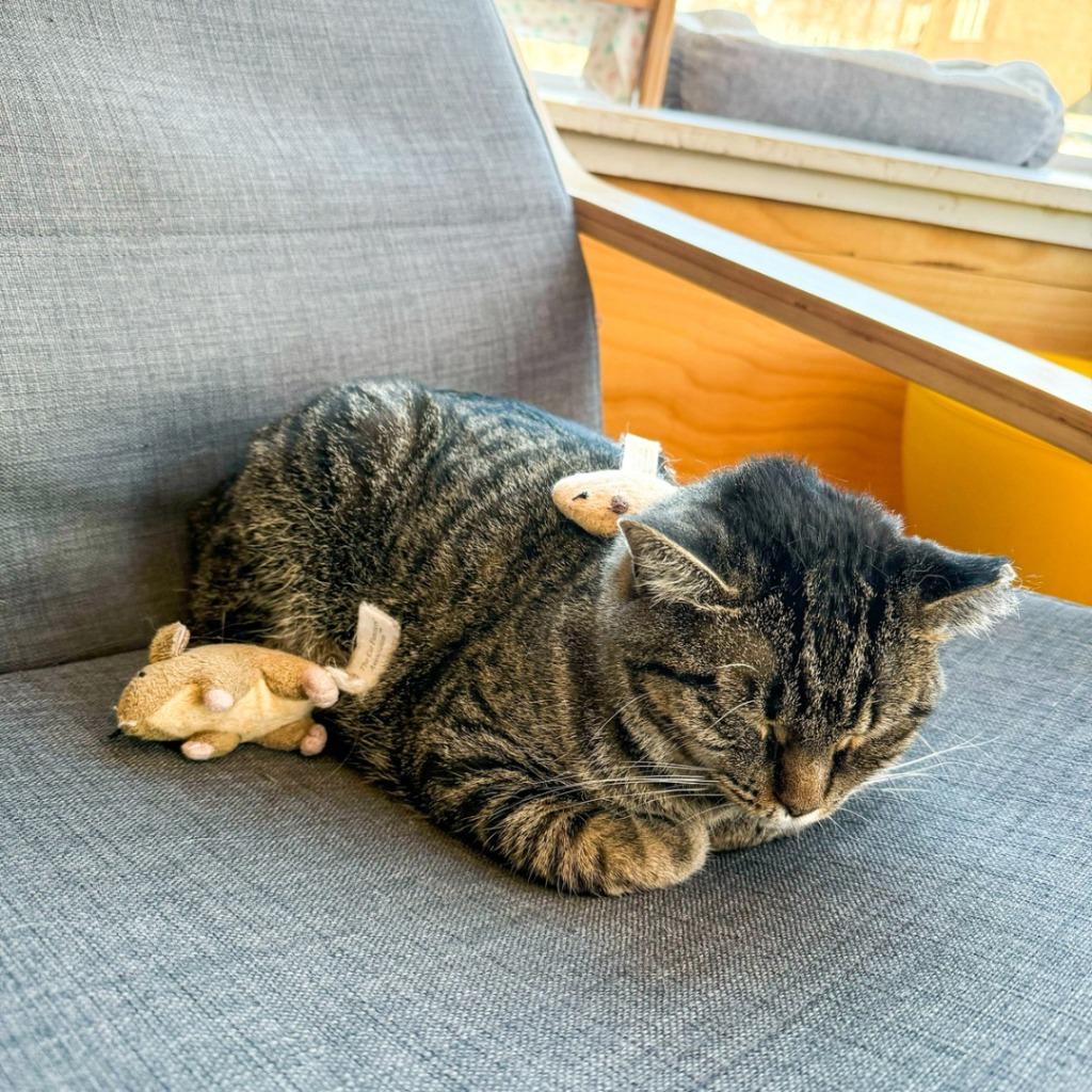 Enlarge Zara, a Adoptable mixed breed in St. Louis, MO image 2/6