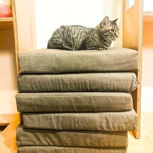 Zara — thumbnail 4