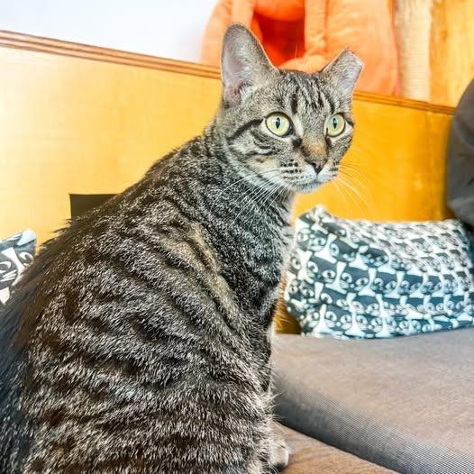 Enlarge Zara, a Adoptable mixed breed in St. Louis, MO image 3/6