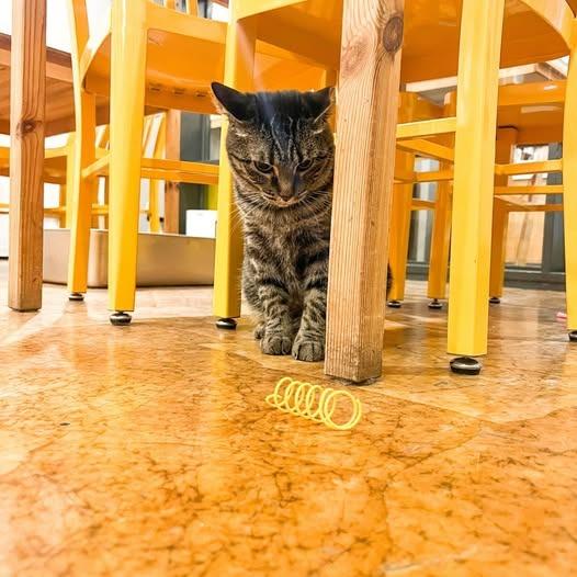 Enlarge Zara, a Adoptable mixed breed in St. Louis, MO image 4/6