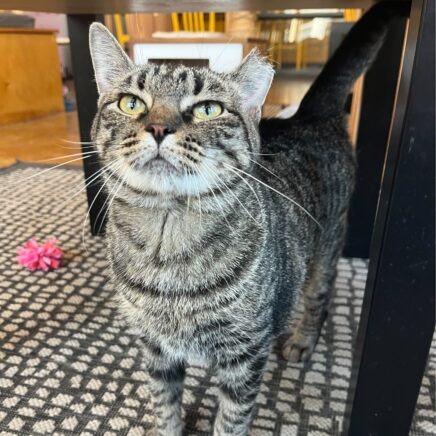 Enlarge Zara, a Adoptable mixed breed in St. Louis, MO image 5/6