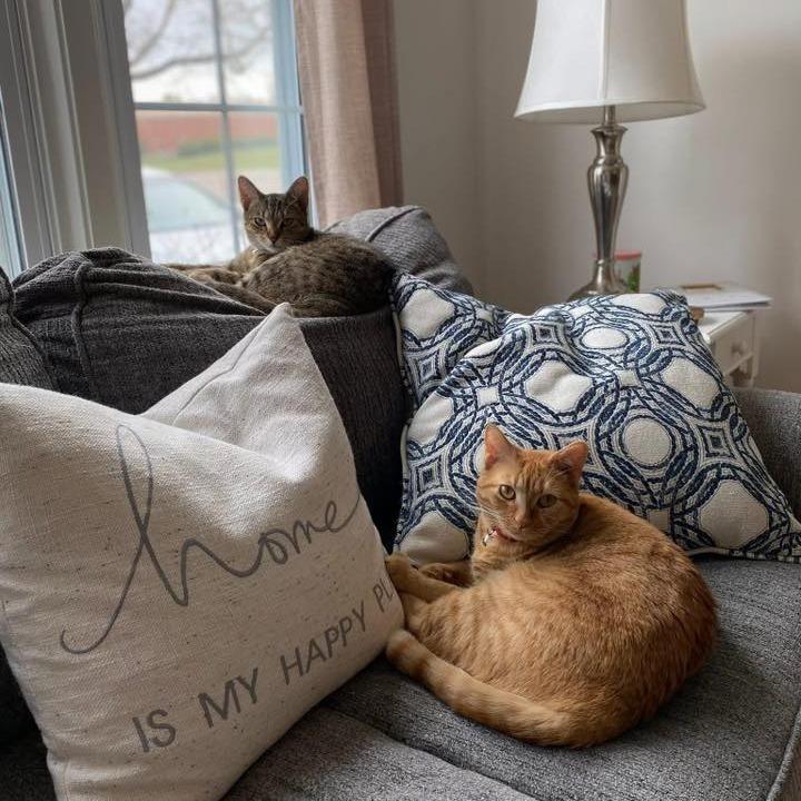 Millie, Adoptable, Adult Female Domestic Short Hair.