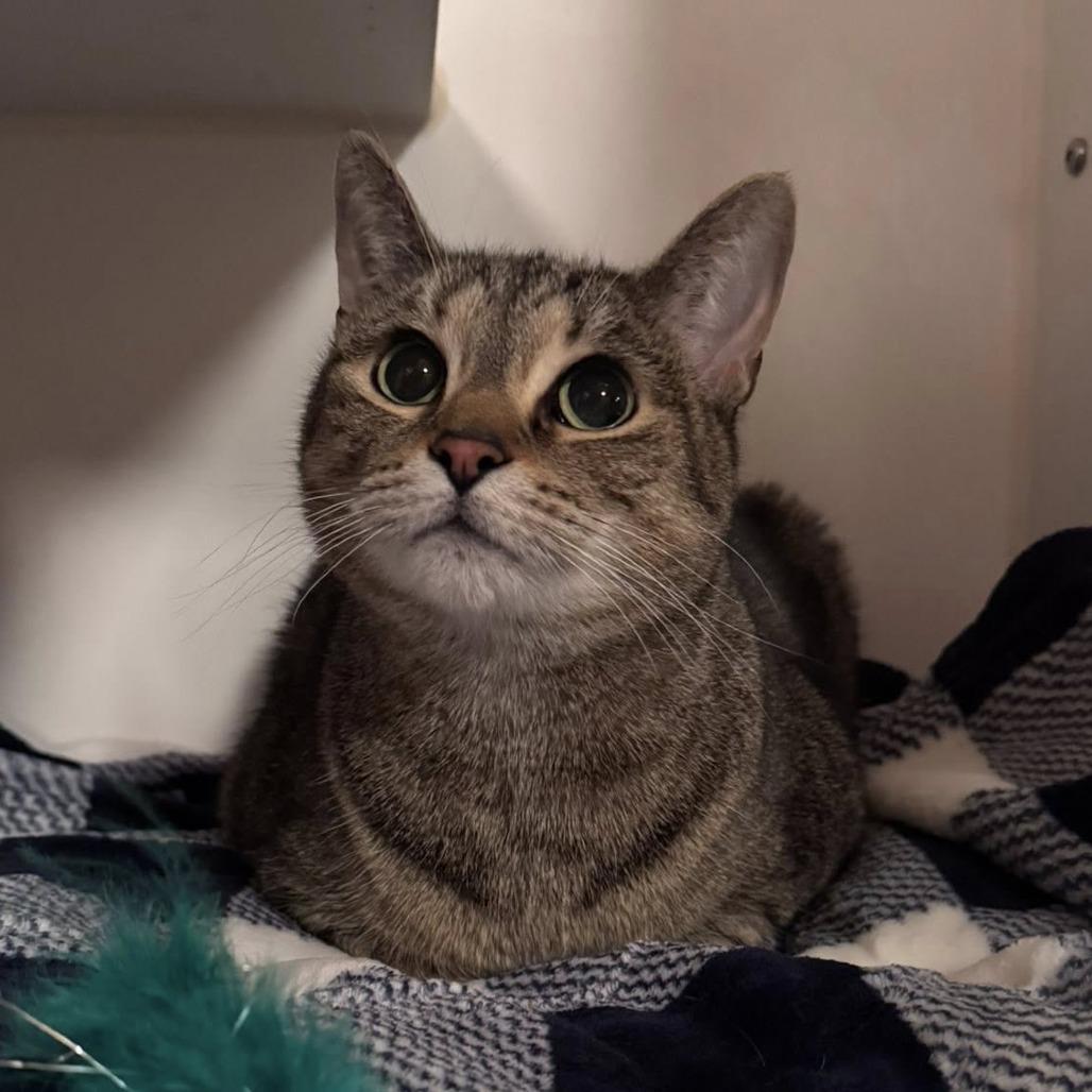 Enlarge Millie, a Adoptable Domestic Short Hair in Middletown, OH image 3/5