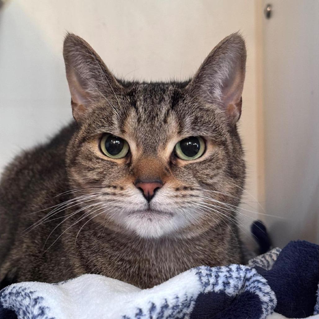 Enlarge Millie, a Adoptable Domestic Short Hair in Middletown, OH image 4/5