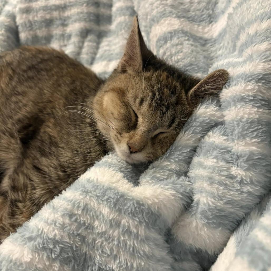 Enlarge Millie, a Adoptable Domestic Short Hair in Middletown, OH image 5/5