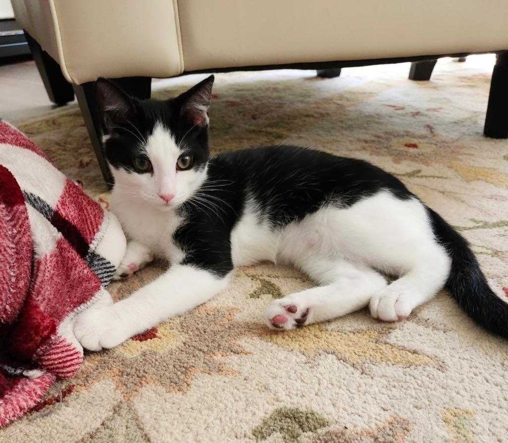 Archie, Adoptable, Young Male Domestic Short Hair.