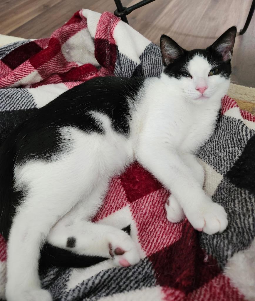 Enlarge Archie, a Adoptable mixed breed in Hampton, VA image 2/2