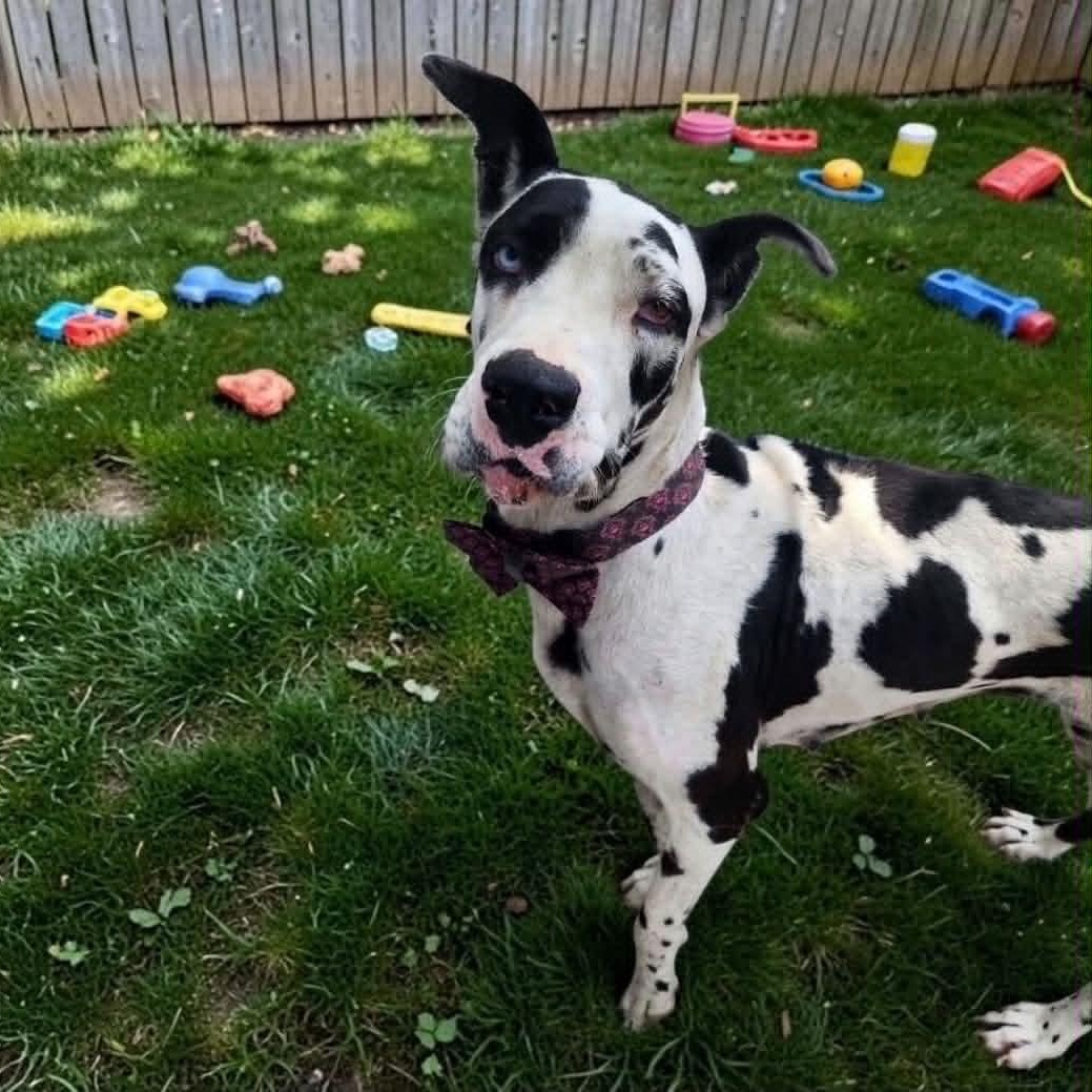 Mattie, adopted, Young Female Great Dane.