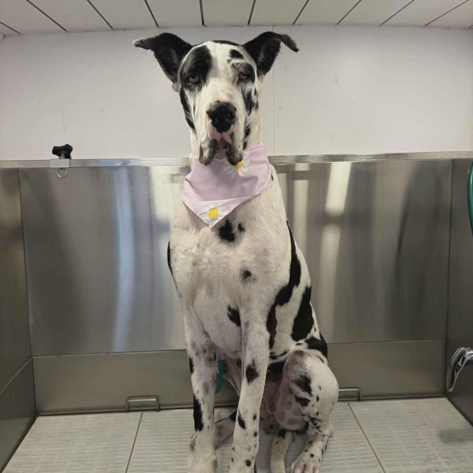 Enlarge Mattie, an adopted Great Dane in Tehachapi, CA image 4/5
