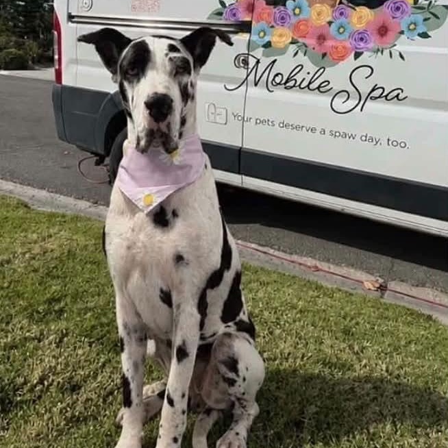 Enlarge Mattie, an adopted Great Dane in Tehachapi, CA image 2/5