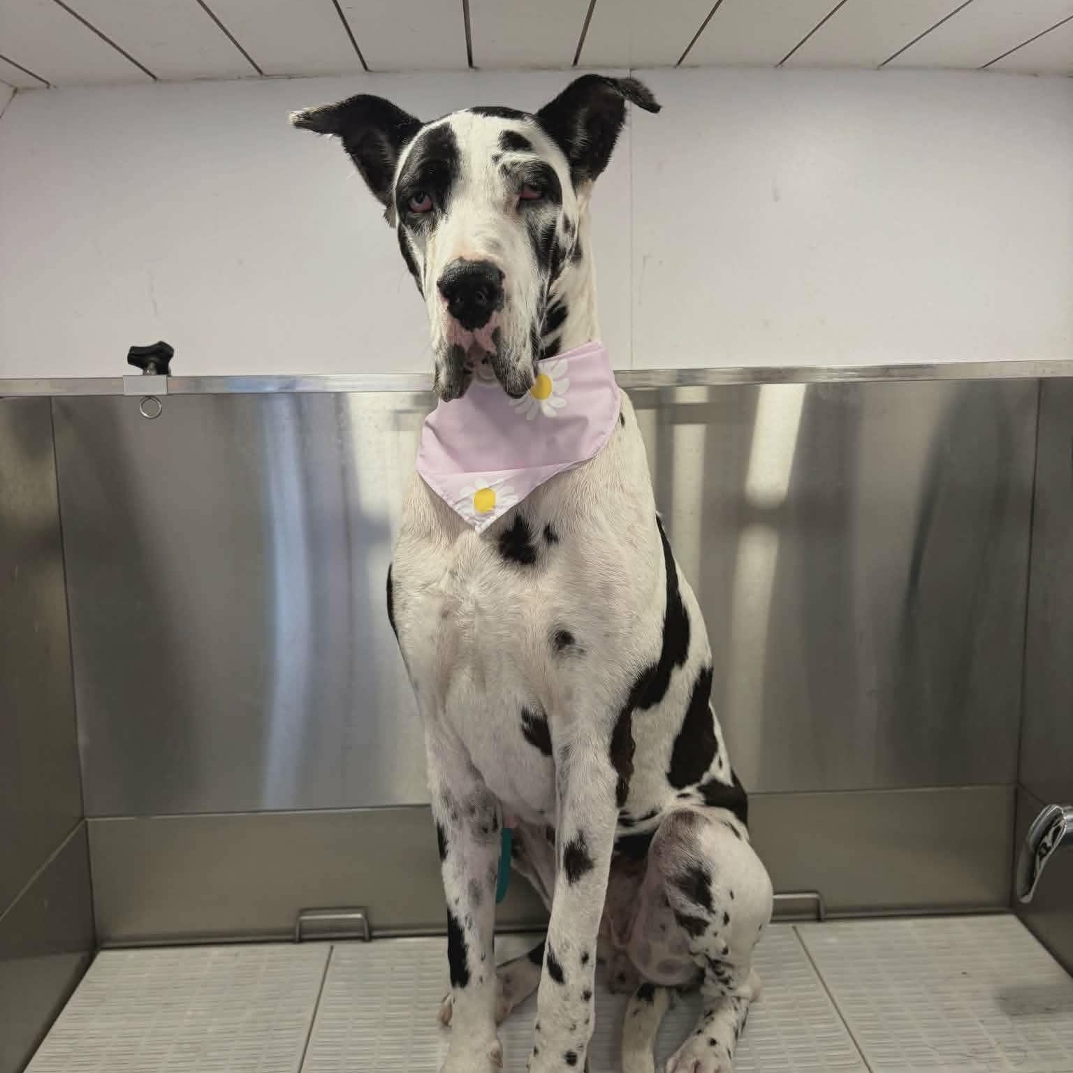 Enlarge Mattie, an adopted Great Dane in Tehachapi, CA image 3/5