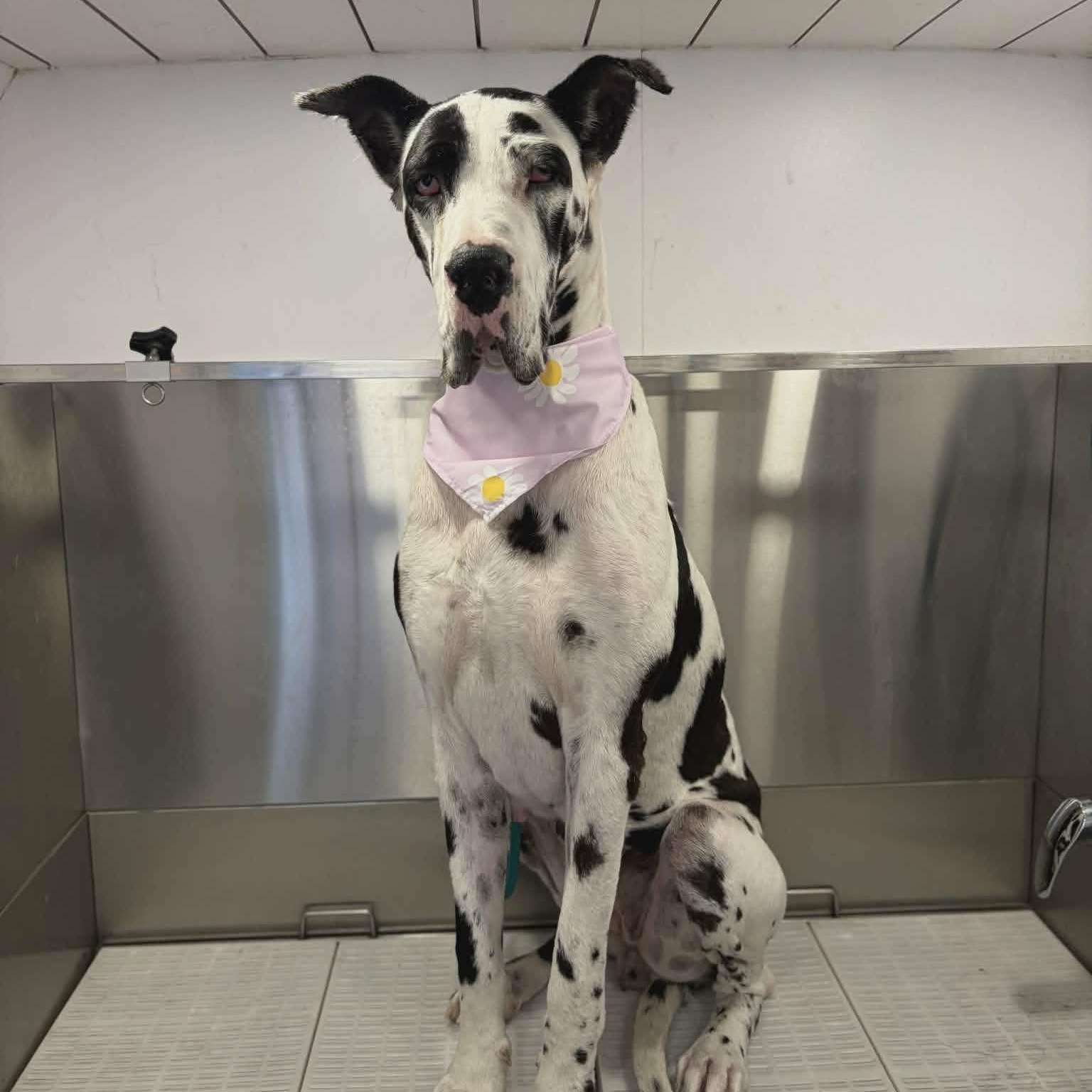 Enlarge Mattie, an adopted Great Dane in Tehachapi, CA image 5/5