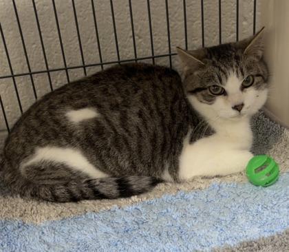 Glory, Adoptable, Kitten Male Domestic Short Hair & Domestic Short Hair.