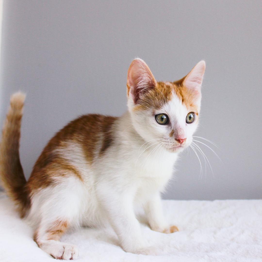 Enlarge Minion, an adopted Domestic Short Hair in Wayne, NJ image 2/2